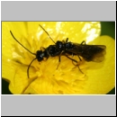 Cephidae sp - Halmwespe 02c Paarung.jpg